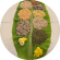Pulses & Dal