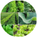 Leafy Vegetables